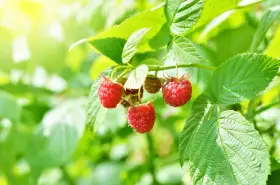 Des framboisiers remontants gorgés de soleil, prêts à être cueillis. Leurs fruits rouges brillent au milieu des feuilles vertes.