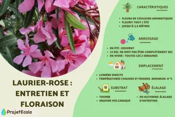Laurier-rose : entretien et floraison. Guide pour prendre soin de cette plante aux fleurs roses parfumées.