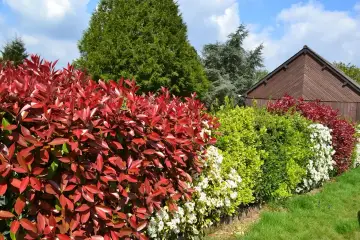 Un magnifique parterre de photinias aux feuilles rouges vives, avec des arbustes verts et blancs. L'arrosage est essentiel pour leur éclat.
