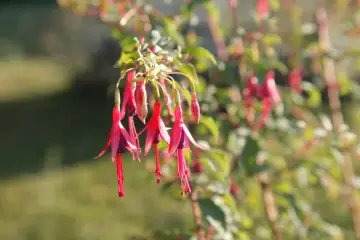 Grappe de fleurs de plante fuchsia aux teintes roses et violettes, suspendues comme des clochettes.