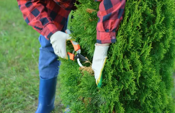 Personne en gants blancs taillant un cyprès avec des sécateurs. Le jardinier porte une chemise à carreaux rouge et bleue et des bottes bleues.