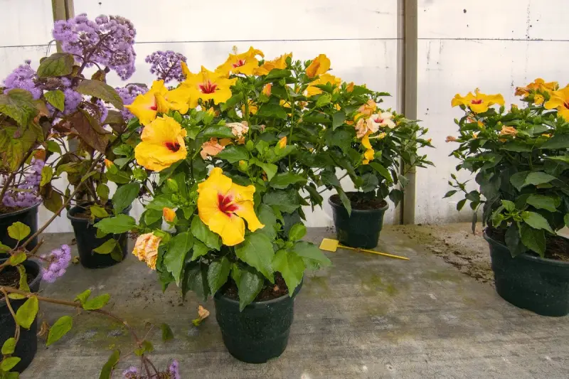 Des hibiscus jaunes éclatants, malgré le froid, semblent défier l'hibiscus hiver. Des fleurs violettes ajoutent une touche de couleur.