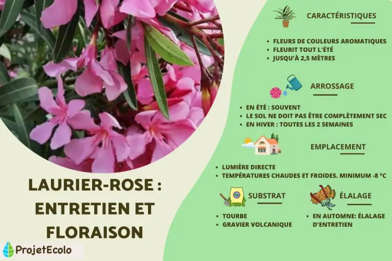 Laurier-rose : entretien et floraison. Guide pour prendre soin de cette plante aux fleurs roses parfumées.