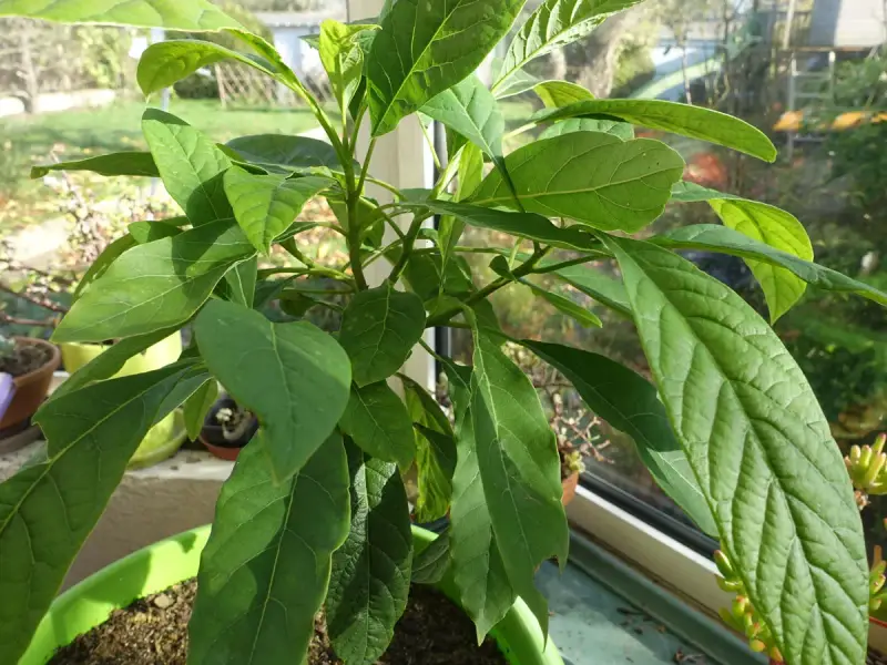 Un jeune avocatier de 5 ans, aux feuilles vertes et luxuriantes, pousse sur un rebord de fenêtre ensoleillé.