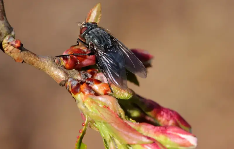Mouche du cerisier sur un bourgeon. Le sulfate de fer, utilisé pour le traitement du sol, pourrait aider à prévenir les infestations.