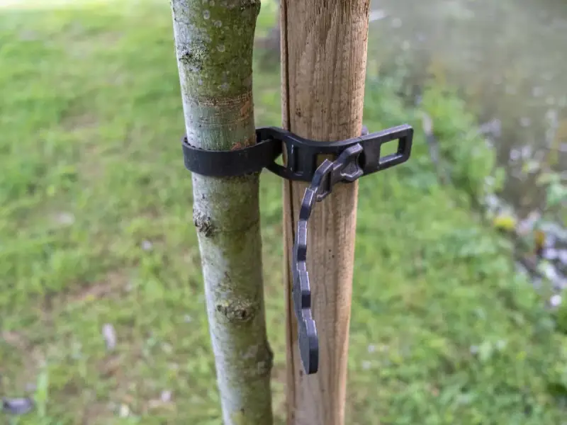 Un jeune arbre est solidement attaché à son tuteur par une sangle noire.