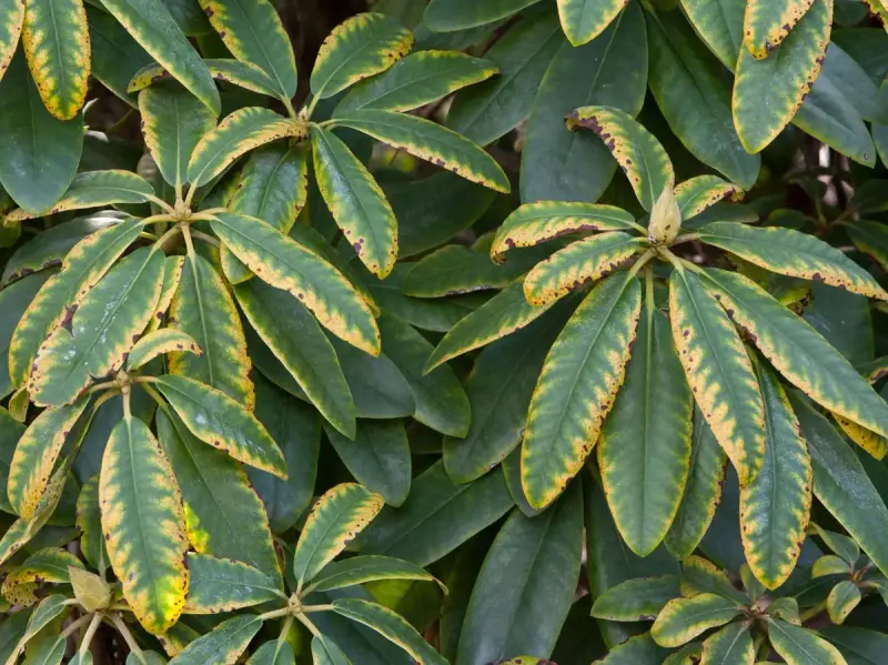 Feuilles de rhododendron atteintes d'une maladie, présentant des taches jaunes et brunes sur les bords.