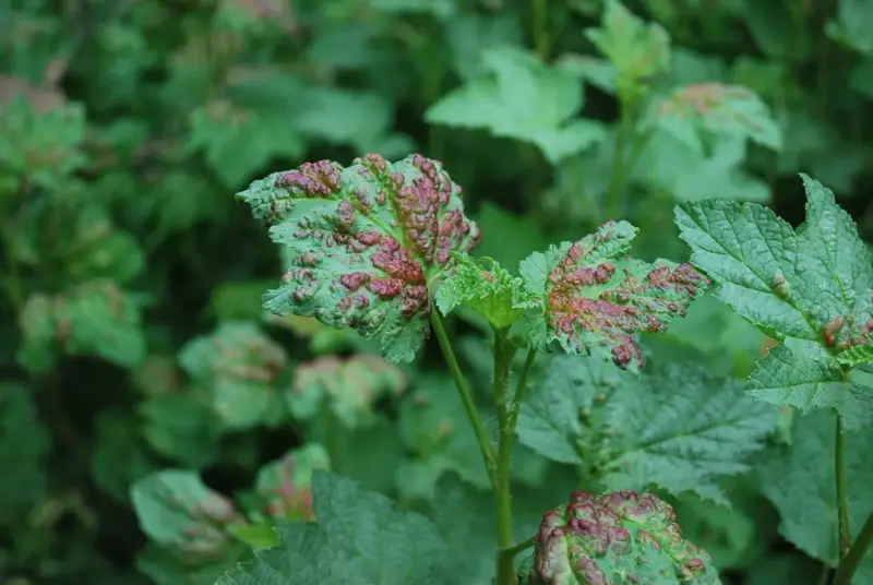 Feuilles de groseillier atteintes d'une maladie, présentant des boursouflures rouges et vertes.