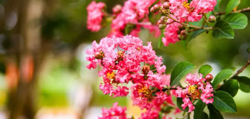 Grappes de fleurs roses vives du lilas des Indes (Lagerstroemia indica), avec des feuilles vertes et un arrière-plan flou.