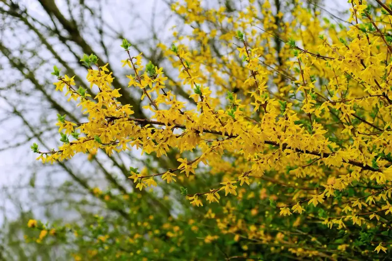 Rameaux couverts de fleurs jaunes éclatantes, annonçant la forsythia floraison. Le printemps est là !