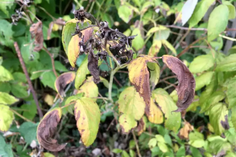 Feuilles de framboisier jaunies et brunies, signe d'une maladie. Les tiges sont sèches et les fruits flétris.