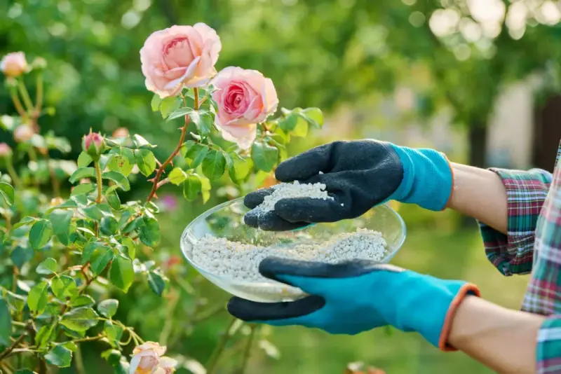 Mains gantées tenant un bol d'engrais pour rosier près de magnifiques roses roses.