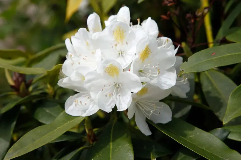 Gros plan sur un magnifique rhododendron blanc aux pétales délicats et aux taches jaunes. Idéal pour planter un rhododendron dans votre jardin.