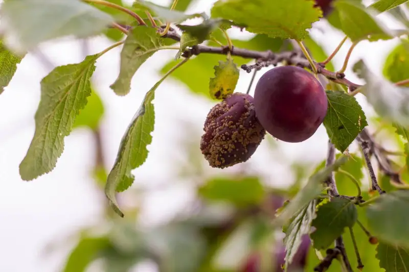 Une prune saine à côté d'une autre affectée par la maladie prunier, recouverte de pustules jaunâtres.